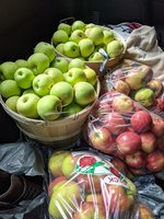 Apple Picking at Apple Hill Orchard