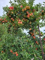 Apple Picking at Apple Hill Orchard