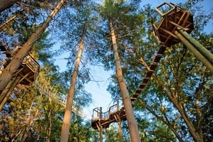 Beanstalk Zip Lines