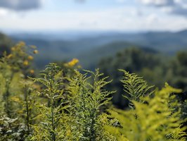 Blue Ridge Parkway