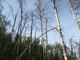 Chestnut Knob Trail