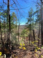 Chestnut Knob Trail