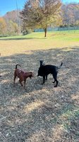 Katawba River K-9 Dog Park