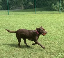 Katawba River K-9 Dog Park