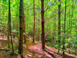 Lake James State Park