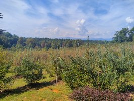 Perry's Berrys- Pick Your Own Blueberry Farm and Winery