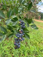 Perry's Berrys- Pick Your Own Blueberry Farm and Winery