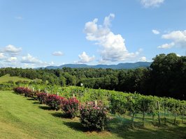 Silver Fork Vineyard & Winery